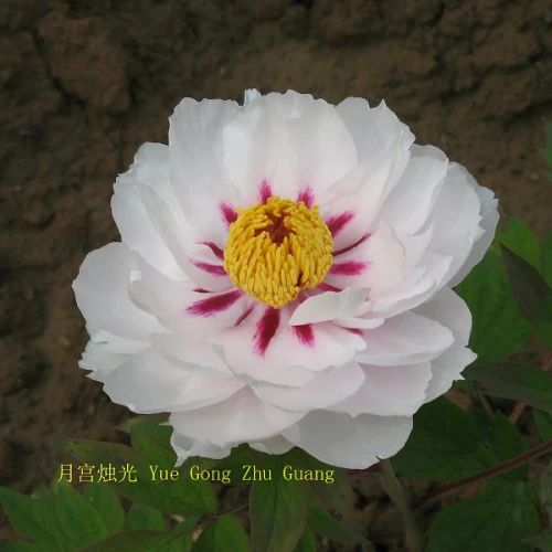 Paeonia × Suffruticosa 'Yue Gong Zhu Guang'